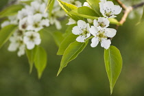 Pear, Le Conte pear Pyrus x lecontei, Tiny white blossoms growing outdoor.