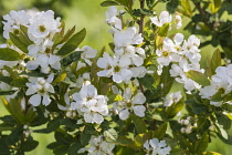 Snow White Tree, Exochorda serratifolia, Tiny white blossoms growing outdoor.