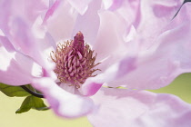 Magnolia, Saucer magnolia, Magnolia soulangeana, Close up of a single pink flower showing stamen.