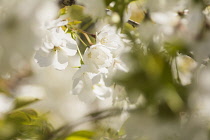 Cherry, Japanese flowering cherry, Prunus serrulata, Tiny white blossoms growing outdoor.