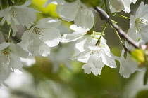 Cherry, Japanese flowering cherry, Prunus serrulata, Tiny white blossoms growing outdoor.