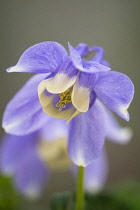 Columbine, Aquilegia flabellata var pumila Atlantis, Mauve coloured flower growing outdoor.