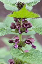 Deadnettle, Giant deadnettle, Lamium orvala, Side view of red coloured flowers growing outdoor.