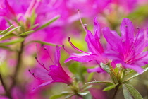 Azalea, Rhododendron, Close up of pink coloured Flowers growing outdoor.