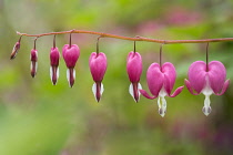 Bleeding heart, Lamprocapnos spectabilis, Pink coloured flowers growing outdoor.