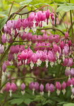 Bleeding heart, Lamprocapnos spectabilis, Pink coloured flowers growing outdoor.