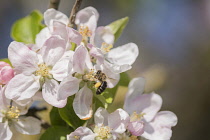 Apple, Malus domestica, Honey bee, Apis mellifera, pollinating apple blossom in a garden.