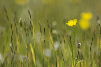 Buttercup, Meadow buttercup, Ranunculus acris, Yellow flowers in a meadow in Upper Teesdale, North Pennines, Co Durham.