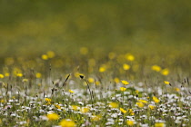 Buttercup, Meadow buttercup, Ranunculus acris, Yellow flowers in a meadow in Upper Teesdale, North Pennines, Co Durham.
