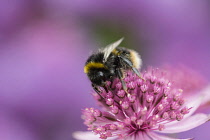 Astrantia, Masterwort, White-tailed Bumble bee, Bombus lucorum, pollinating an pink flower in a garden.