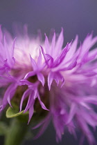 Knapweed, Centaurea, Close up of flowerhead growing outdoor.