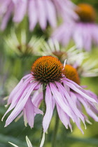 Echinacea, Coneflower, Purple coneflower, Echinacea purpurea, Side view of spiky flower growing outdoor.