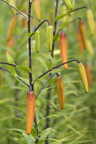 Lily, Tiger lily, Lilium lancifolium, Forest form, Unopened buds growing outdoor.