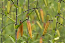 Lily, Tiger lily, Lilium lancifolium, Forest form, Unopened buds growing outdoor.