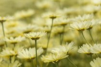 Yellow chamomile, Anthemis tinctoria, Yellow coloured flowers in bloom growing outdoor.