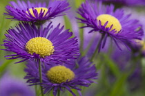 Aster, Purple Aster, Starwort, Growing outdoor in garden.