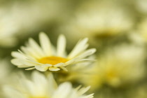 Yellow chamomile, Anthemis tinctoria, Yellow coloured flowers in bloom growing outdoor.