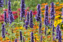 Hyssop, Anise hyssop, Agastache foeniculum, Purple coloured flowers growing outdoor with various colourful plants.