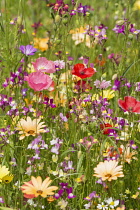 Poppy, Papaver rhooeas, Poppy field, Bright colours of  mixed wildflowers sown as a border create a striking effect.