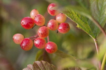 Viburnum, Guelder rose, Viburnum opulus, Close up of a cluster of red berries growing outdoor.