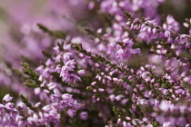 Heather, Calluna vulgaris, Close up of section purple flowers on moorland Co Durham.