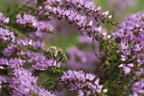 Heather, Calluna vulgaris, close up of Honey bee, Apis mellifera pollinating the flowers on moorland Co Durham.