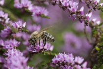 Heather, Calluna vulgaris, close up of Honey bee, Apis mellifera pollinating the flowers on moorland Co Durham.