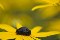 Coneflower, Black-eyed Susan, Rudbeckia, Close up of yellow flower growing outdoor.