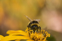 Golden Groundsel, Leopard plant 'Desdemona' Ligularia dentata 'Desdemona', White-tailed Bumble bee, Bombus lucorum, covered in pollen from flowerhead.