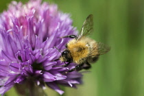 Chive, Allium schoenoprasum, Tree Bumble bee, Bombus hypnorum, pollinating purple coloured flower.