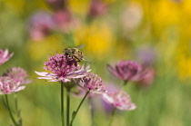 Astrantia, Masterwort, Hoverfly pollinating pink coloured flower.