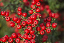 Cotoneaster, Close up of red coloured berries growing outdoor.