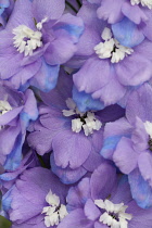 Delphinium, Delphinium elatum, Purple coloured flowers growing outdoor.
