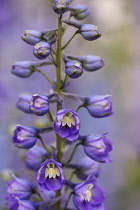 Delphinium, Delphinium elatum, Purple coloured flowers growing outdoor.
