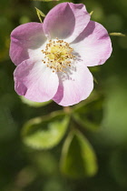 Rose, Dog rose, Rosa canina, Pink fringed flower growing outdoor showing stamen.