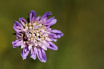 Scabious, Field scabious, Knautia arvensis, Close up of single  flowerhead growing in grassland.