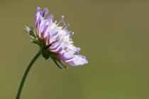 Scabious, Field scabious, Knautia arvensis, Close up of single  flowerhead growing in grassland.