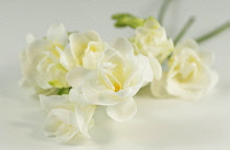 Freesia, Close up studio shot of white flowers.