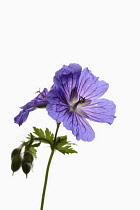 Geranium, Cranesbill,  Studio shot of single stem showing open purple flowers and buds.