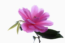 Camellia, Studio shot of open pink flower.