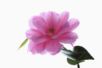 Camellia, Studio shot of open pink flower.