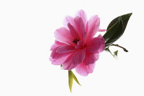 Camellia, Studio shot of open pink flower.