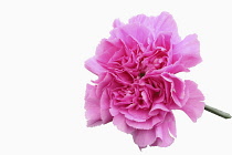 Carnation 'Golem', Dianthus caryophyllus 'Golem', Studio shot of single pink open flower.