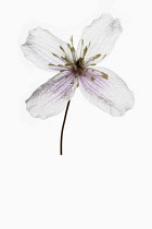 Clematis, Studio shot of single transparent mauve flower showing stamen.