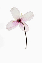 Clematis, Studio shot of single transparent pink flower viewed from behind.