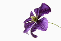 Clematis, Studio shot of single purple flower with yellow stamen.