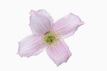 Clematis, Clematis Montana Wilsonii, Studio shot of single pink flower showing stamen.