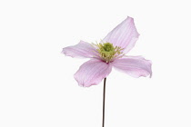 Clematis, Clematis Montana Wilsonii, Studio shot of single pink flower showing stamen.