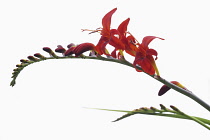 Crocosmia, Studio shot of vivid red flower emerging on a single arching stem.