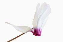 Cyclamen, Studio shot of single white flower with pink base to petals on stem.